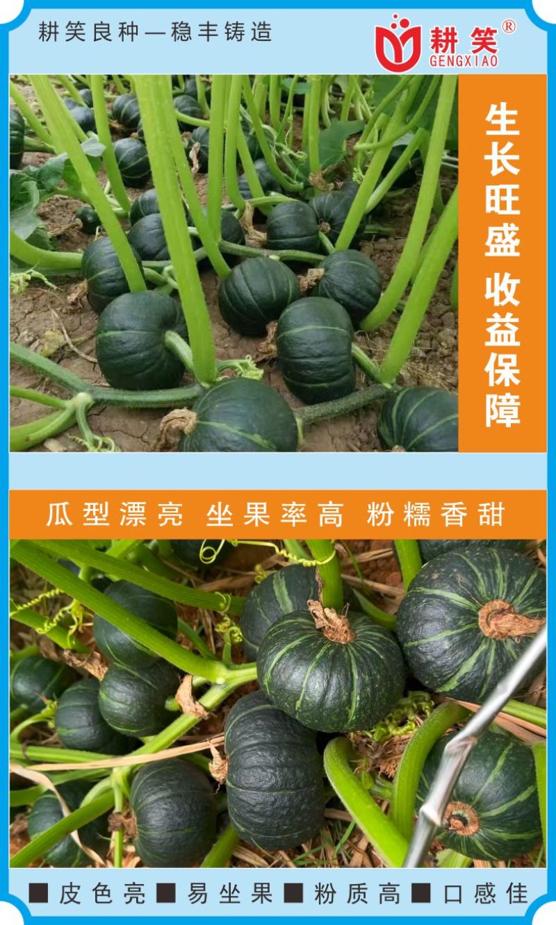 香贝7号贝贝种子大果贝贝品质好产量高厂家批发1000粒装