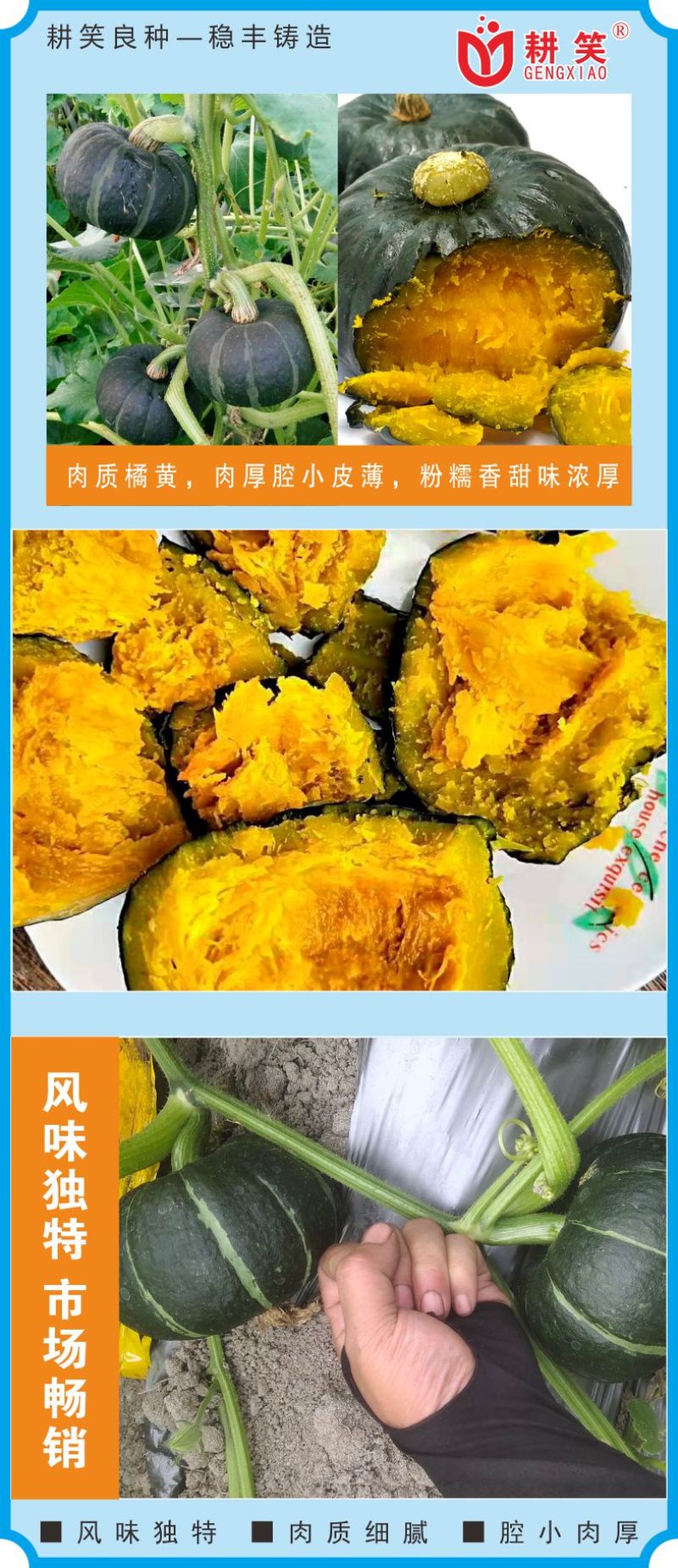 香贝7号贝贝种子大果贝贝品质好产量高厂家批发1000粒装