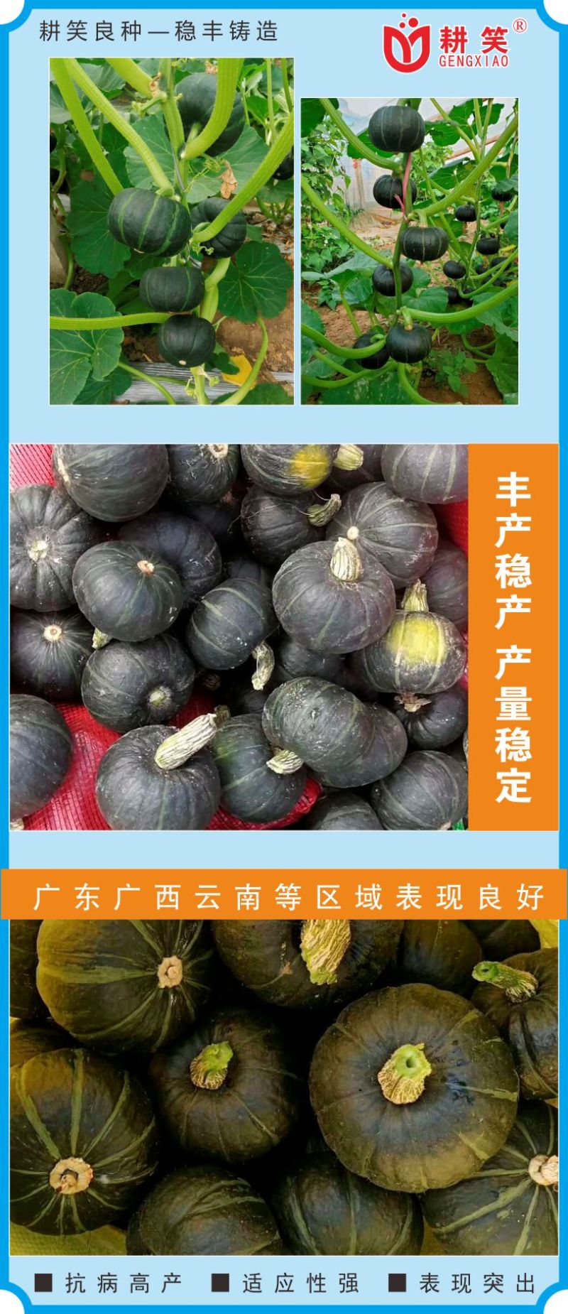 香贝7号贝贝种子大果贝贝品质好产量高厂家批发1000粒装