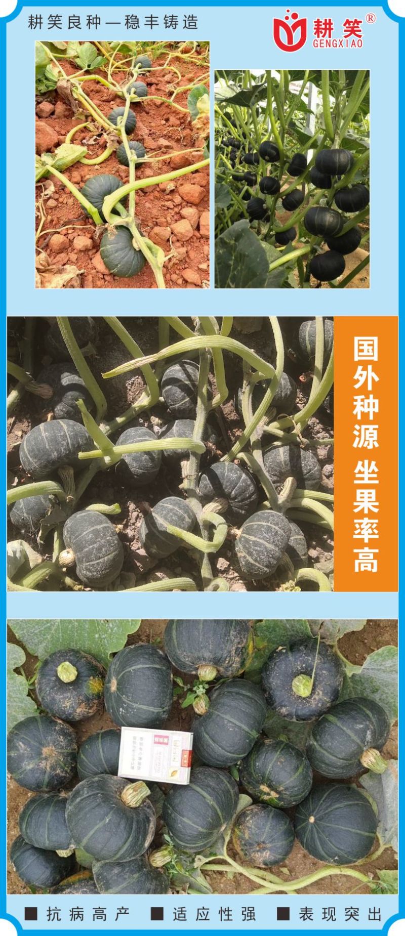 香贝7号贝贝种子大果贝贝品质好产量高厂家批发1000粒装