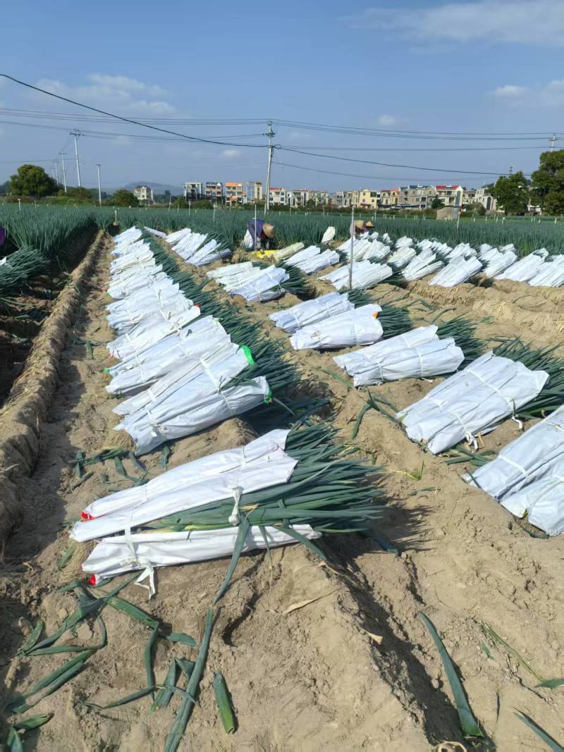 大葱福建漳州大葱承接出口商超电商市场业务全国发货