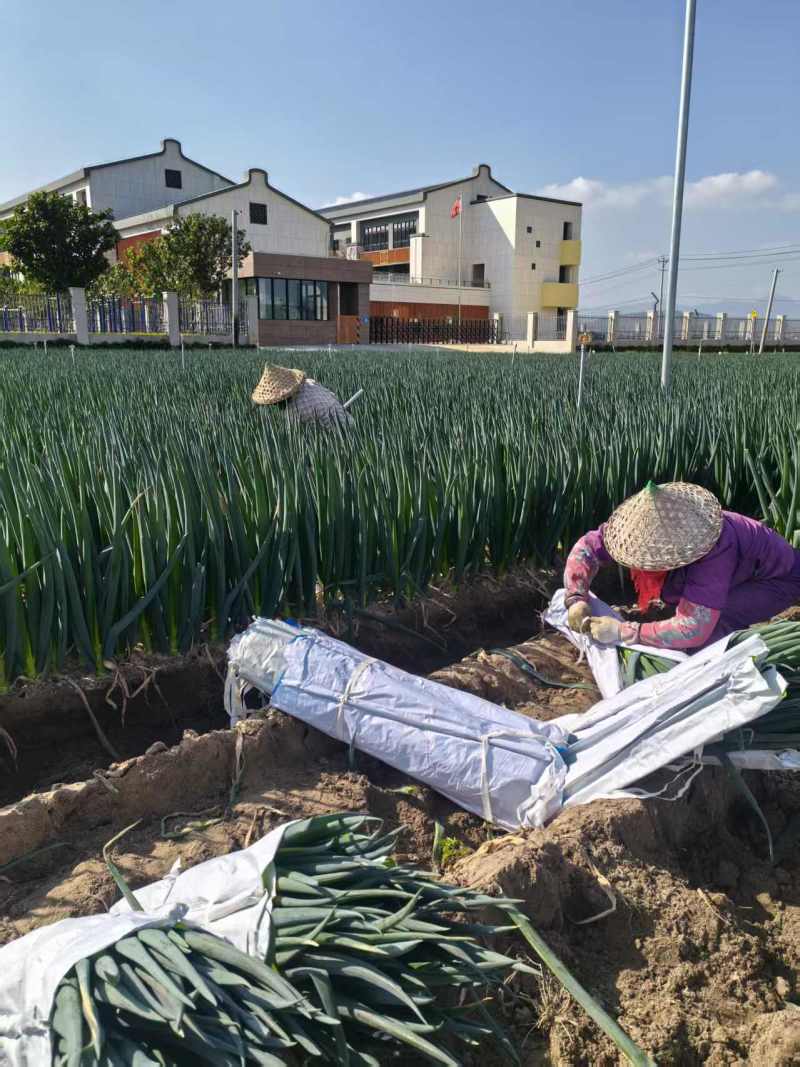 大葱福建漳州大葱承接出口商超电商市场业务全国发货