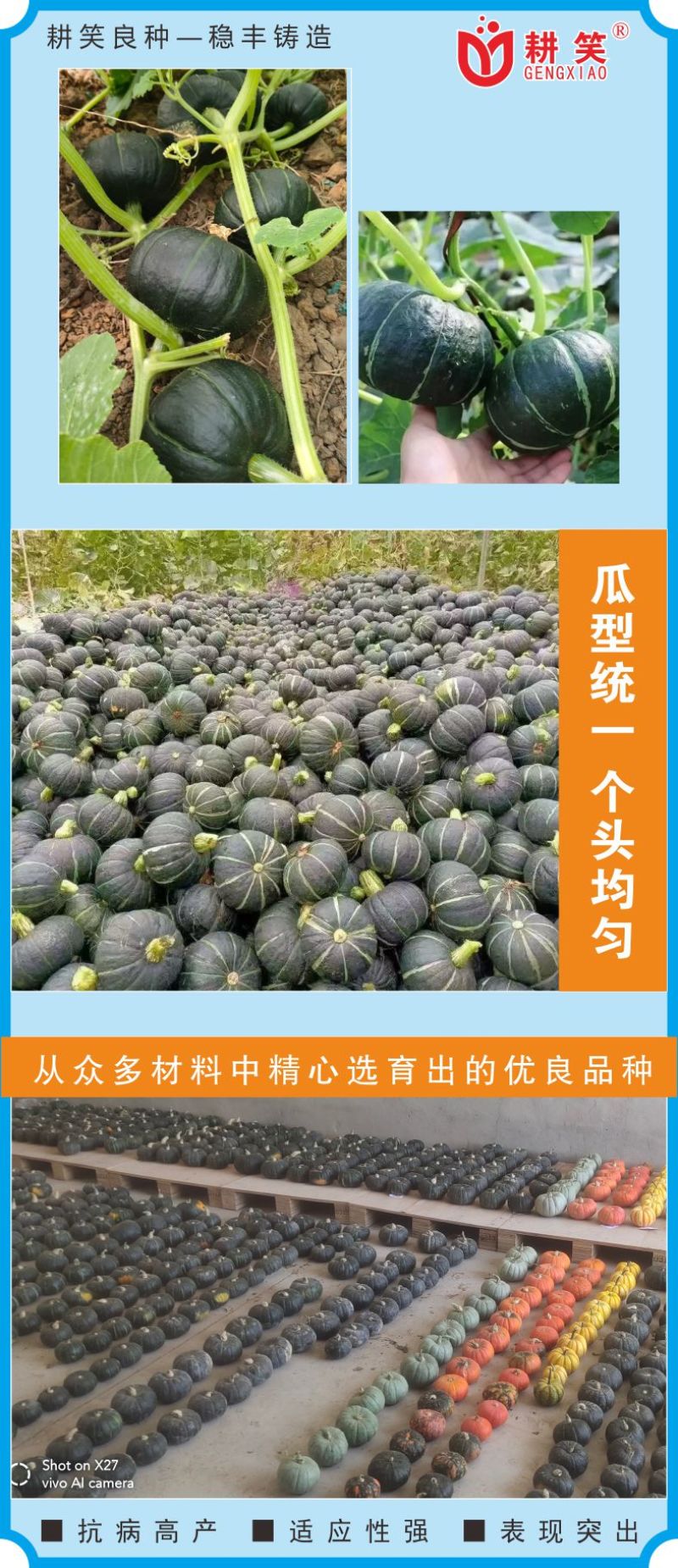 香贝7号贝贝种子大果贝贝品质好产量高厂家批发1000粒装