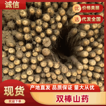 精品双棒山药河北双棒山药口感细腻产地直供量大从优