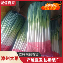 大葱福建漳州大葱承接出口商超电商市场业务全国发货