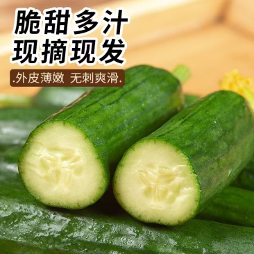 脆甜无刺水果小黄瓜一手货源可对接各大商超全国可发