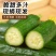 脆甜无刺水果小黄瓜一手货源可对接各大商超全国可发