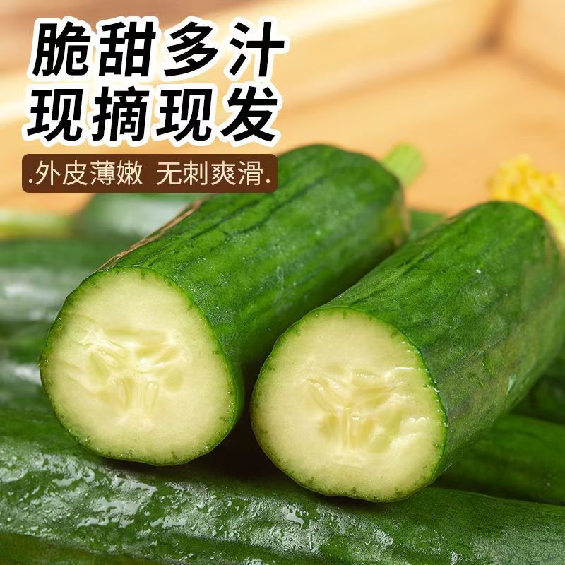 脆甜无刺水果小黄瓜一手货源可对接各大商超全国可发