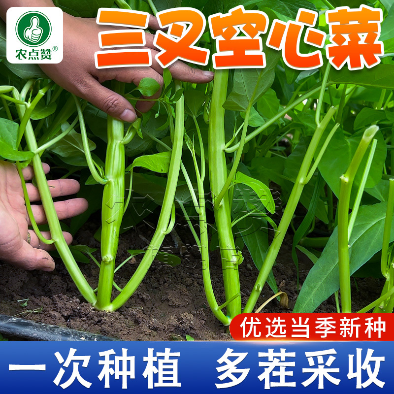 三叉空心菜-空心菜种子高产叶大梗粗脆嫩好吃生长速度快