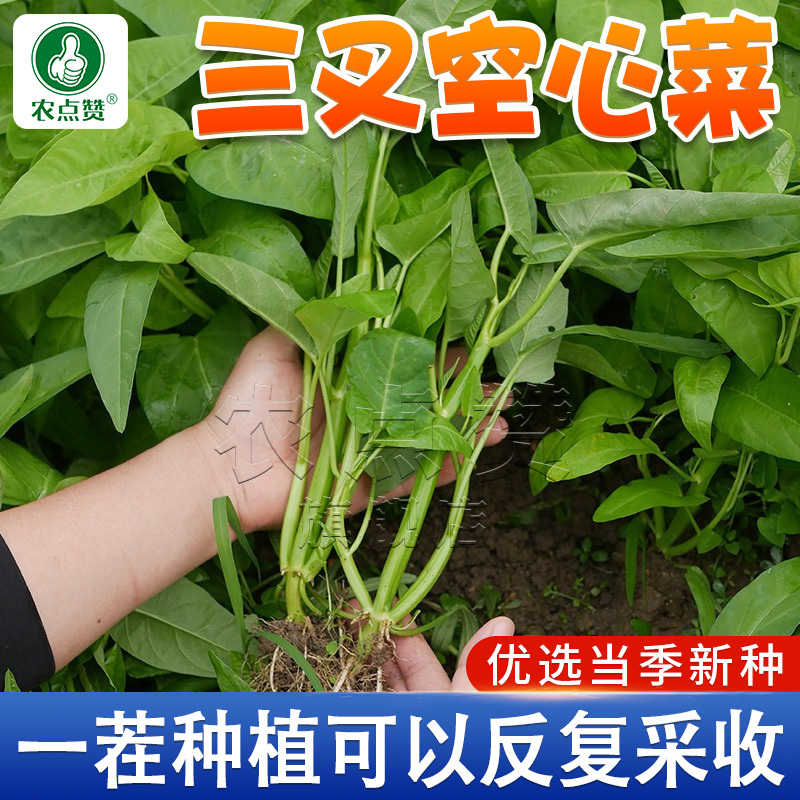 三叉空心菜-空心菜种子高产叶大梗粗易口感脆嫩生长速度快