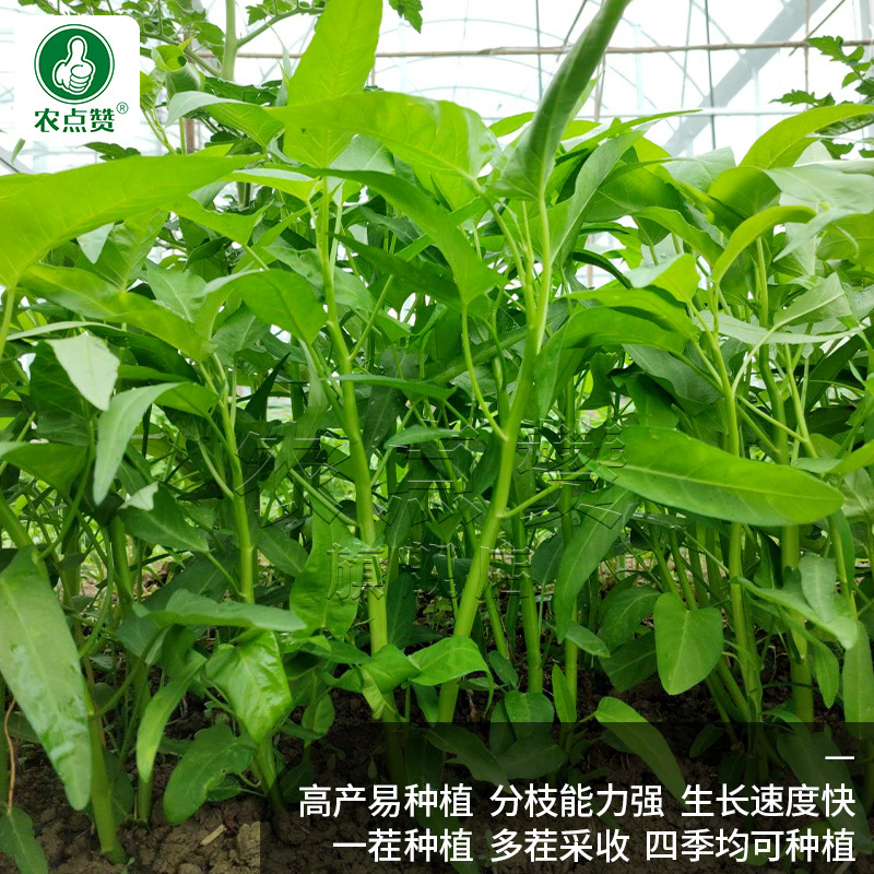 三叉空心菜-空心菜种子高产叶大梗粗易口感脆嫩生长速度快