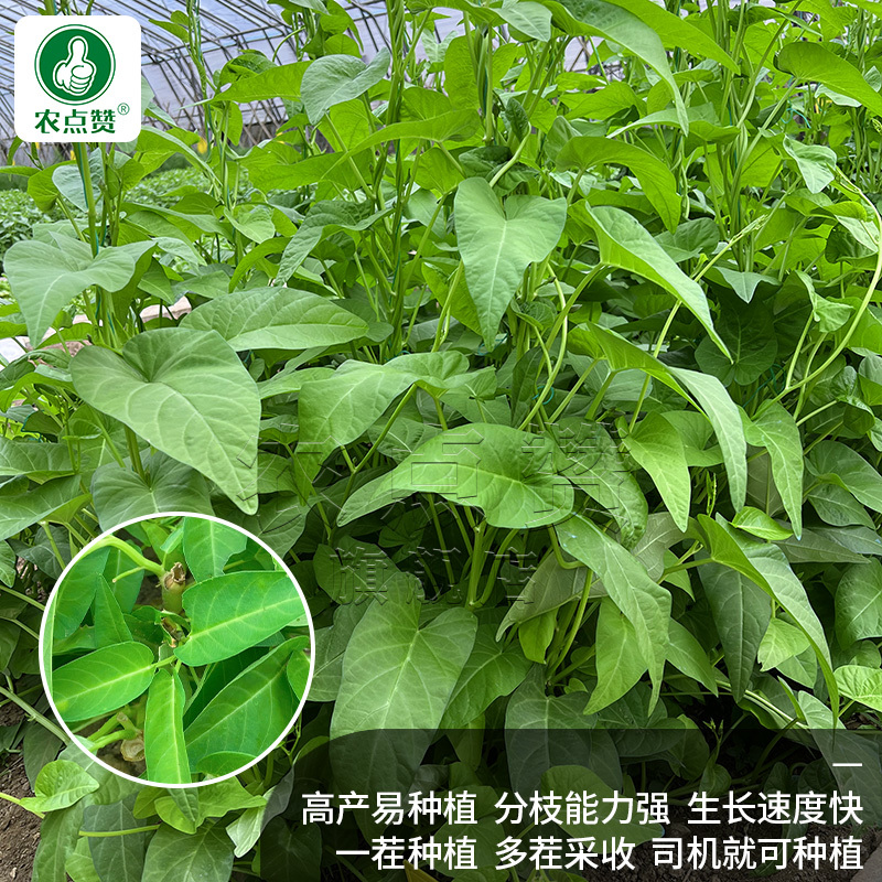 三叉空心菜-空心菜种子高产叶大梗粗易口感脆嫩生长速度快