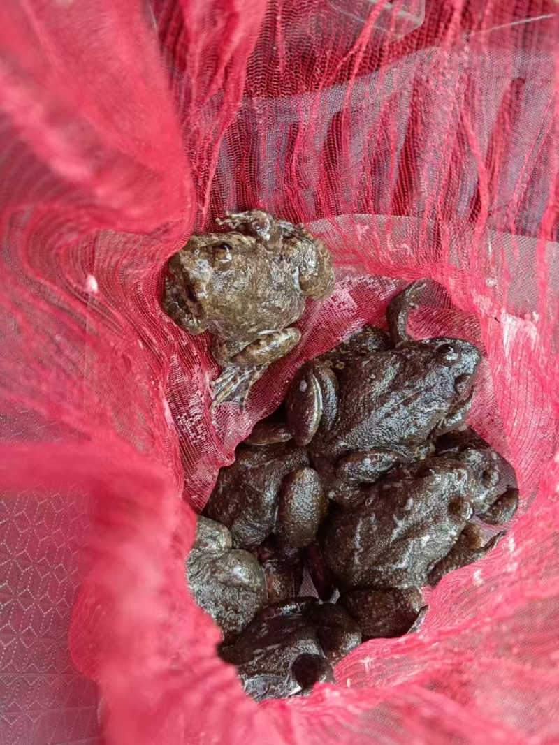 精品石蛙大量供应基地直发，老人，小孩儿，孕妇滋补佳品