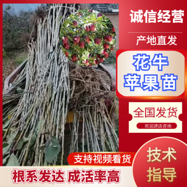 俄矮花牛苹果苗，正在开挖产地一手货源带土发货技术指导