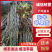 俄矮花牛苹果苗，正在开挖产地一手货源带土发货技术指导