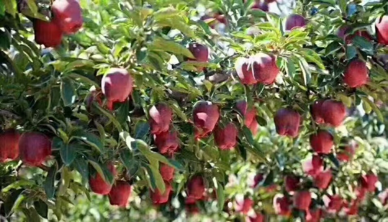 俄矮花牛苹果苗，正在开挖产地一手货源带土发货技术指导