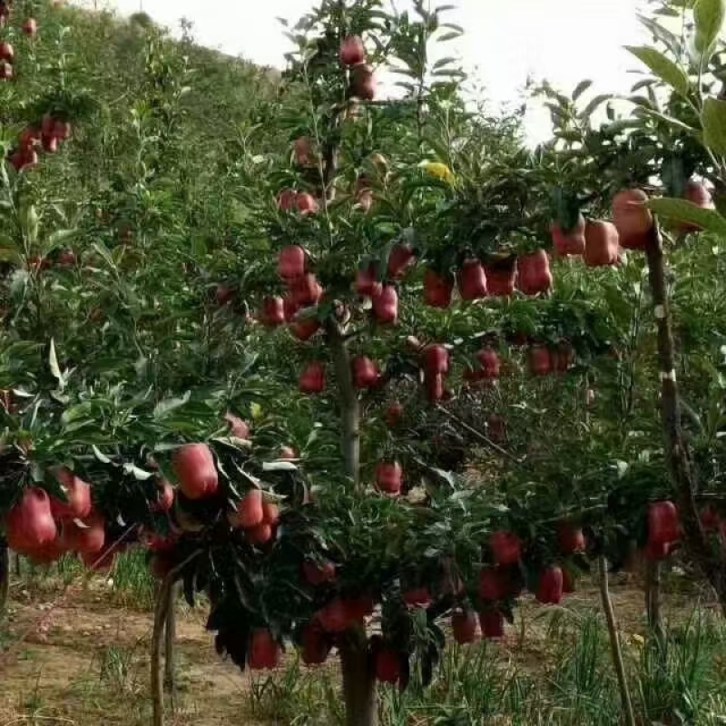 俄矮花牛苹果苗，正在开挖产地一手货源带土发货技术指导