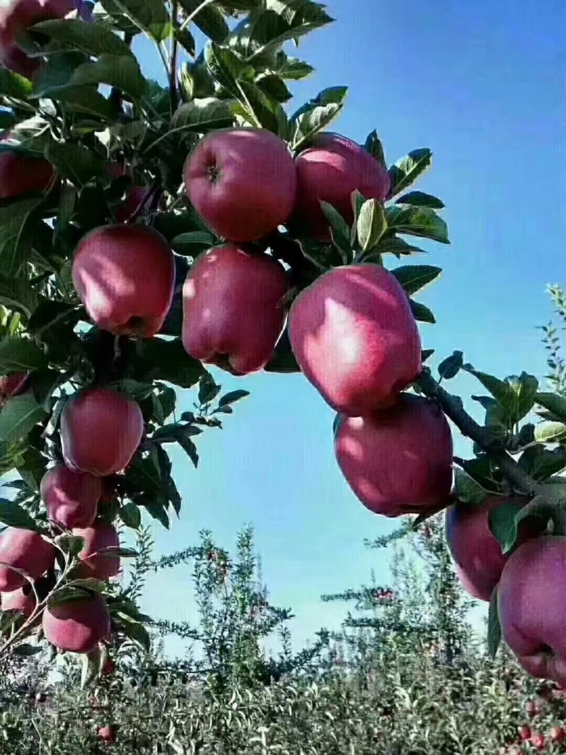 俄矮花牛苹果苗，正在开挖产地一手货源带土发货技术指导