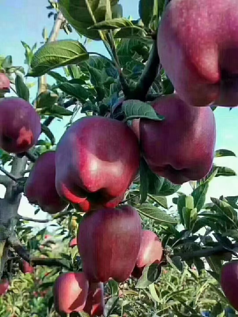 俄矮花牛苹果苗，正在开挖产地一手货源带土发货技术指导
