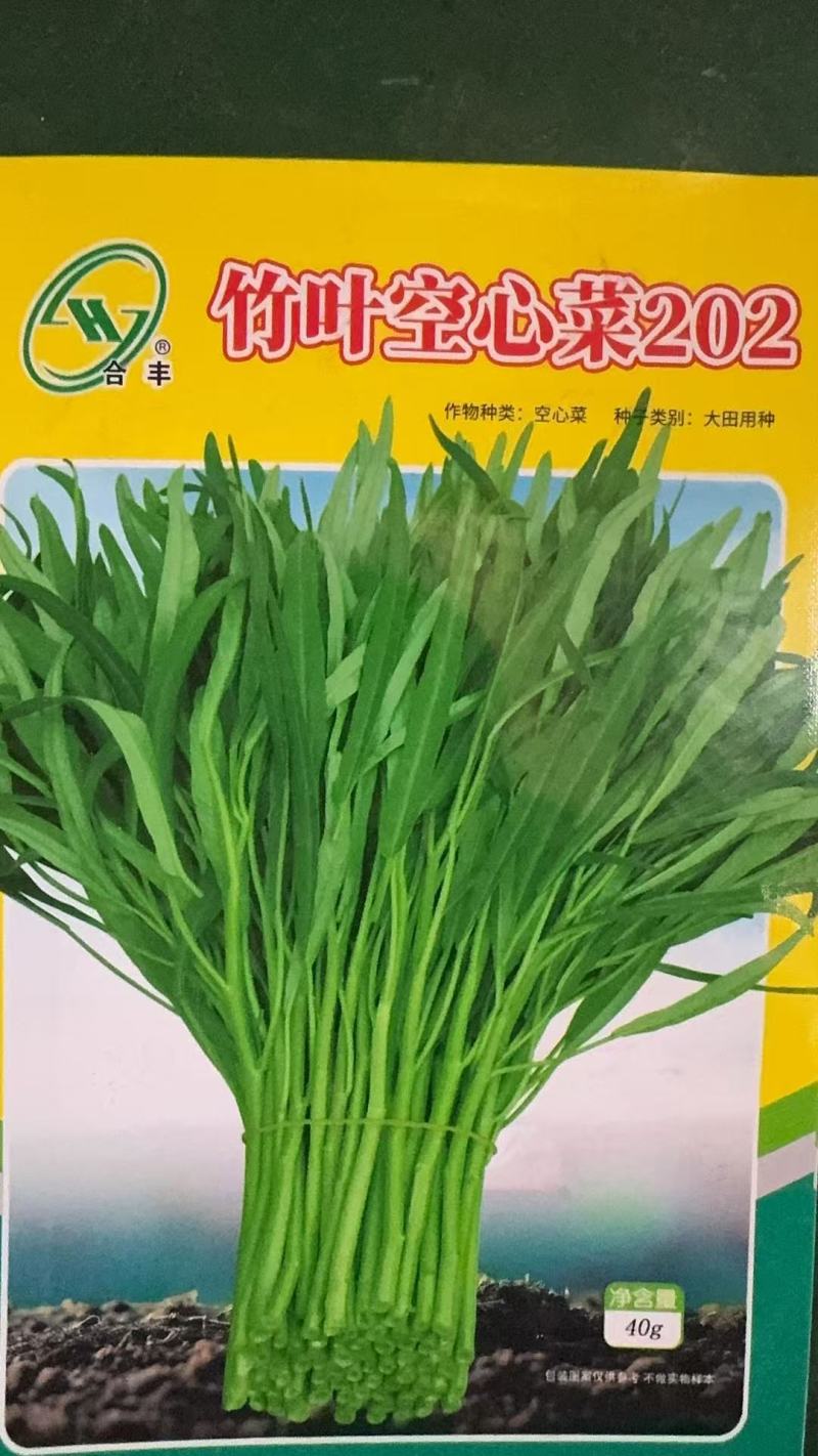 竹叶空心菜202-长叶光杆口感鲜嫩营养丰富产量高