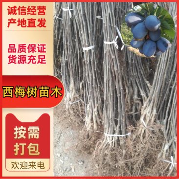 西梅树苗木大量现货成活率高提供技术指导欢迎咨询合作