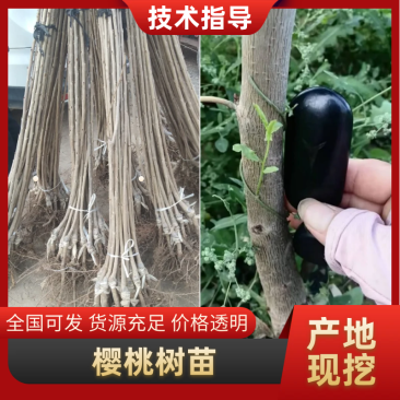 樱桃树苗，俄八，胜利，美早，布鲁克斯，雷尼，沙米驼等