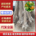 樱桃树苗，俄八，胜利，美早，布鲁克斯，雷尼，沙米驼等