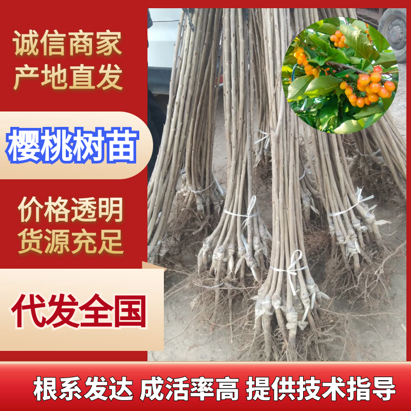 樱桃树苗，俄八，胜利，美早，布鲁克斯，雷尼，沙米驼等