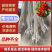 樱桃树苗，俄八，胜利，美早，布鲁克斯，雷尼，沙米驼等