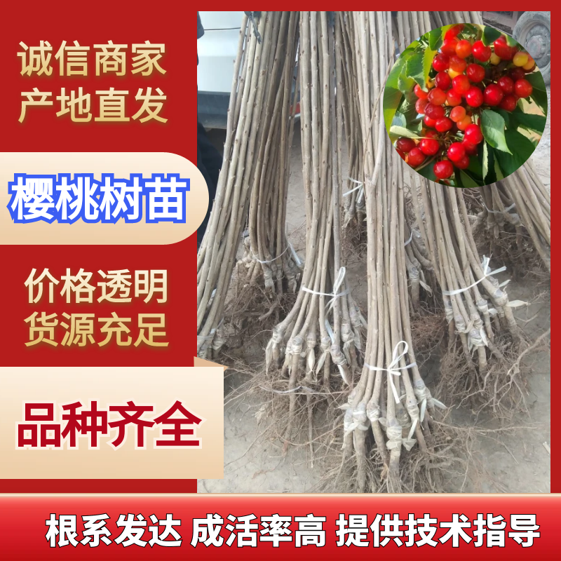 樱桃树苗，俄八，胜利，美早，布鲁克斯，雷尼，沙米驼等
