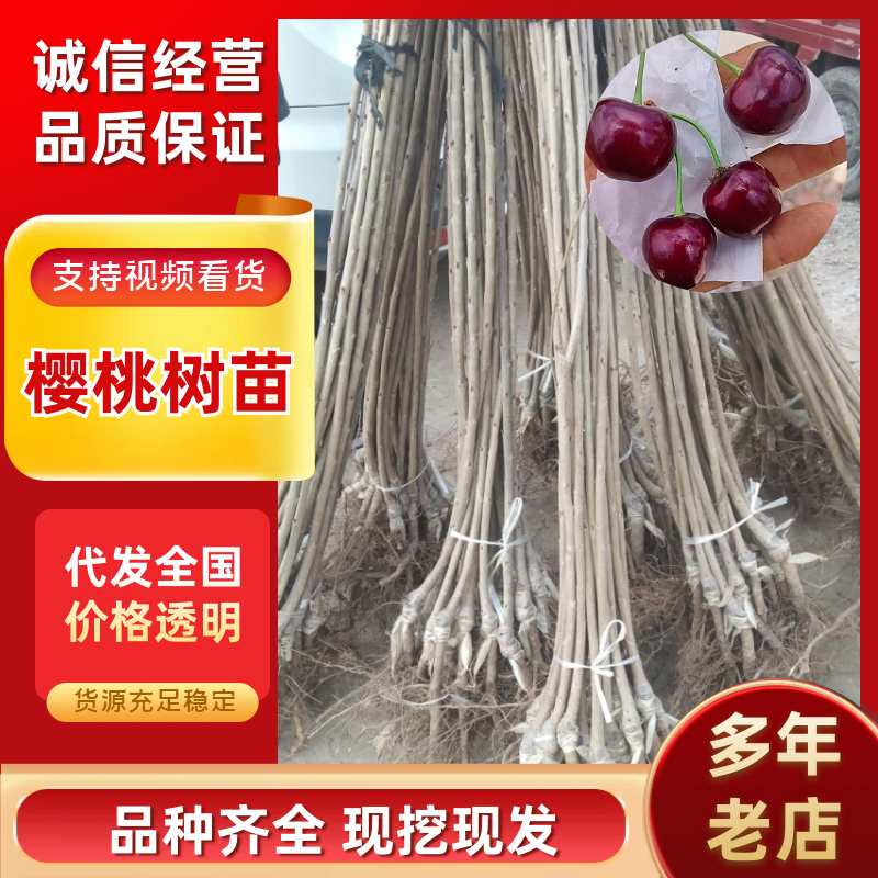 樱桃树苗，俄八，胜利，美早，布鲁克斯，雷尼，沙米驼等