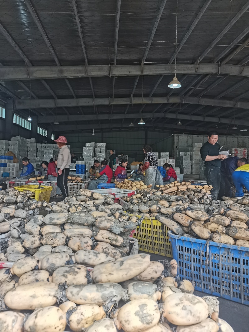 【大量有货】粉蛋品质保证产地直发可对接各种商超