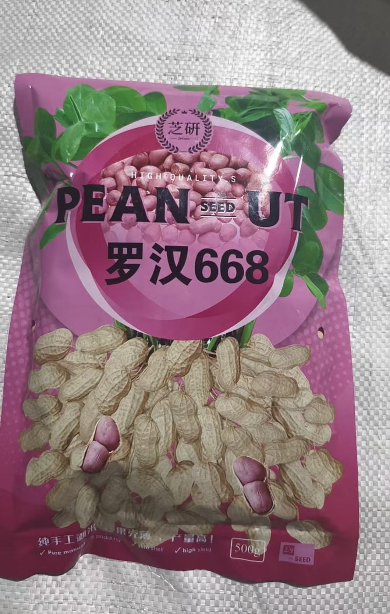 罗汉花生668-花生种子粒大壳薄结果性好耐寒耐旱生长快