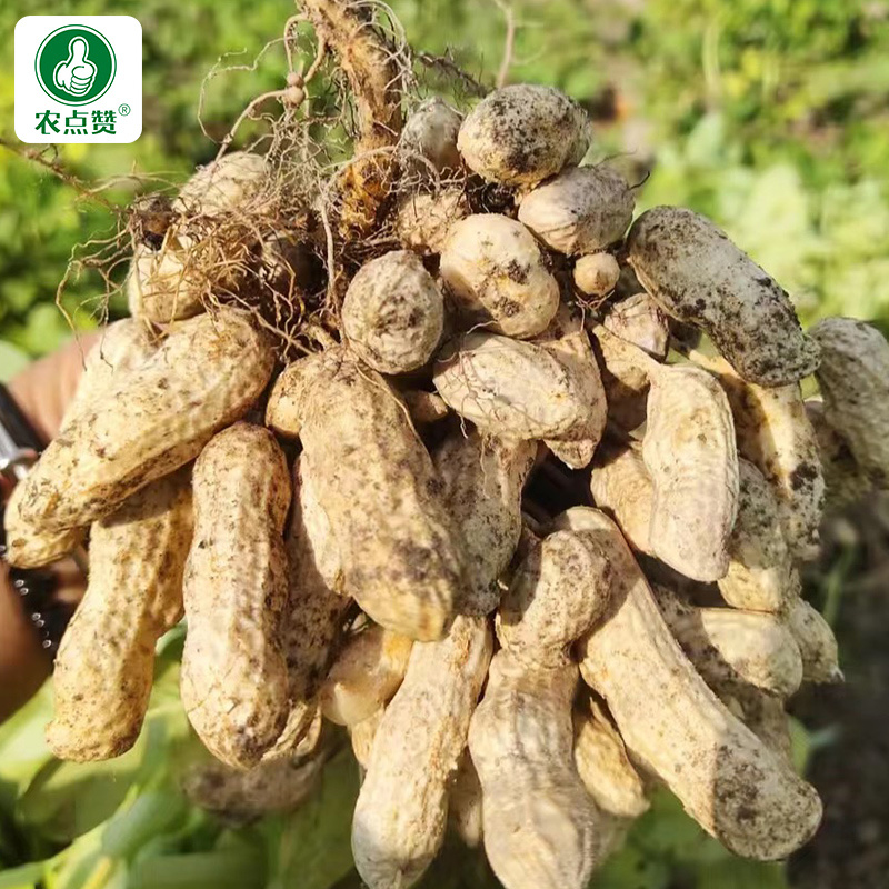 罗汉花生668-花生种子粒大壳薄结果性好耐寒耐旱生长快