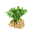 罗汉花生668-花生种子粒大壳薄结果性好耐寒耐旱生长快