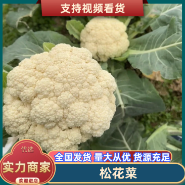 河南精品有机花白面青梗松花菜河南松花菜保证质量全国发货