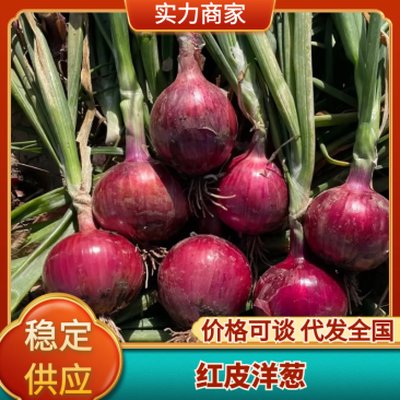 云南红皮洋葱精品洋葱货源充足品质保证对接全国市场