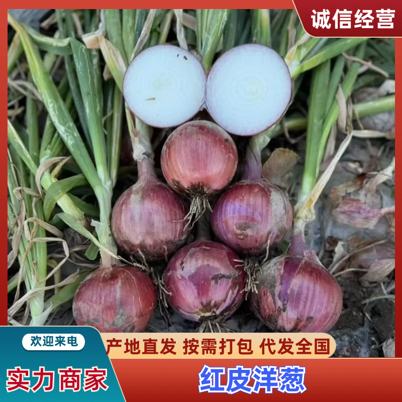云南洋葱红皮洋葱大量供应基地直发规格齐全全国发货