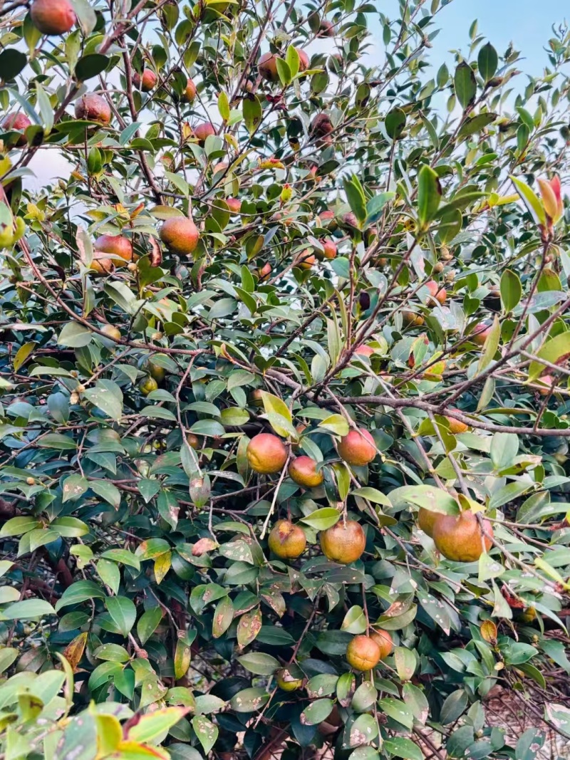 【诚信卖家】山茶油福建泉州大量有货可视频看货