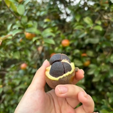 【大量有货】山茶油品质保证欢迎新老客户来电咨询
