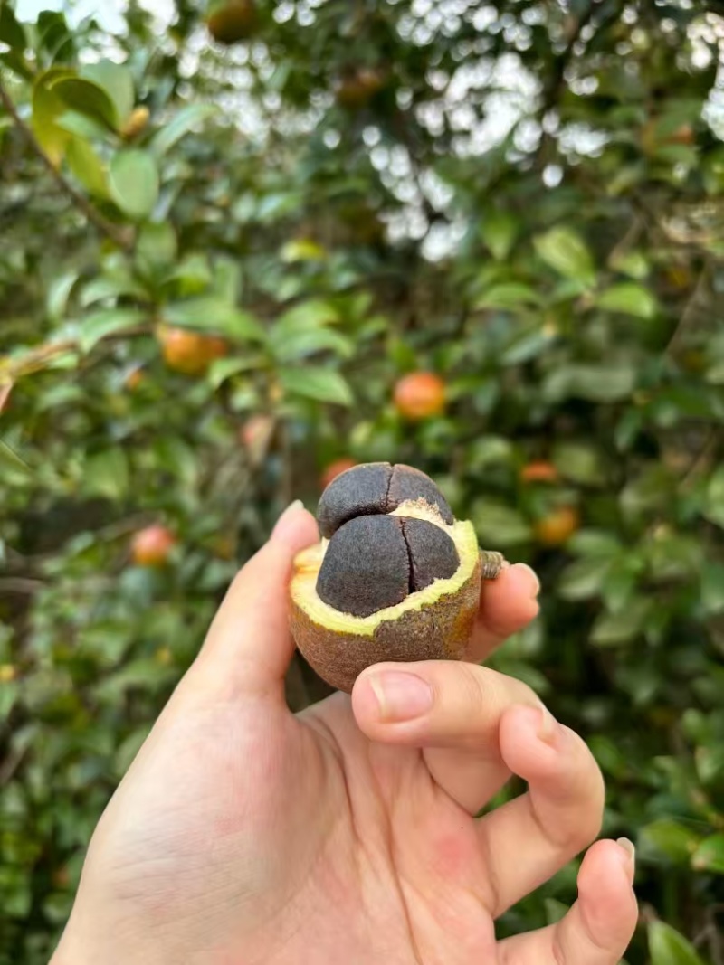 【大量有货】山茶油品质保证欢迎新老客户来电咨询
