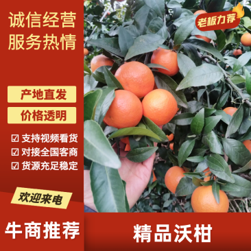 沃柑四川沃柑产地直发品质保障对接全国市场批发等
