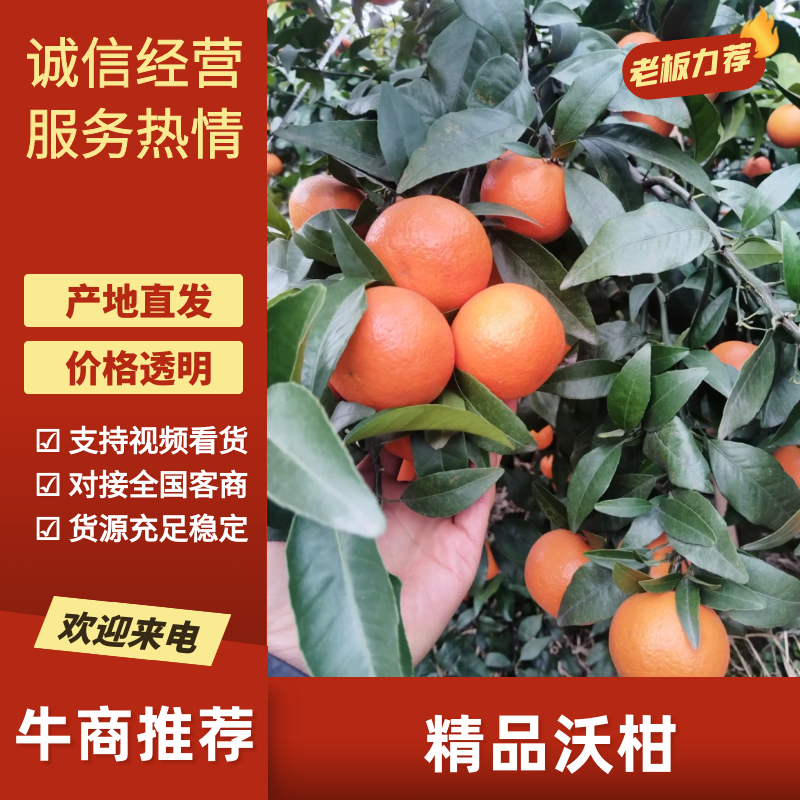 沃柑四川沃柑产地直发品质保障对接全国市场批发等