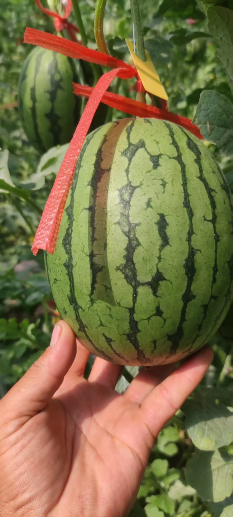珍珠红西瓜2K冰糖子小糖丸手扒皮小吊瓜供应市场电商