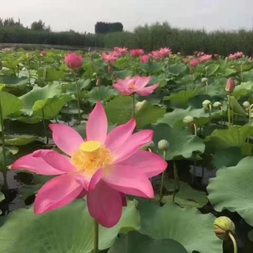 观赏性荷花种苗产地直发货源充足量大从优欢迎电话联系