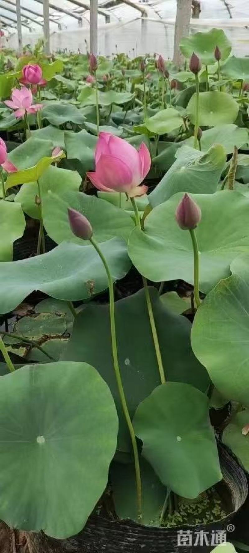观赏性荷花种苗产地直发货源充足量大从优欢迎电话联系