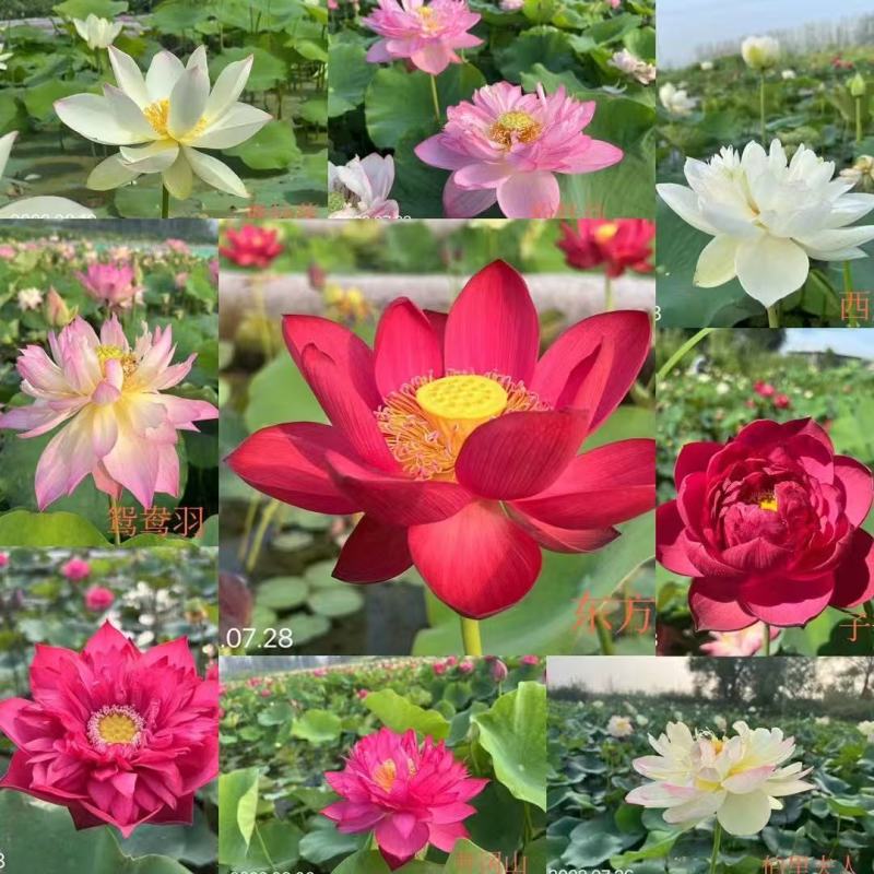 观赏性荷花种苗产地直发货源充足量大从优欢迎电话联系