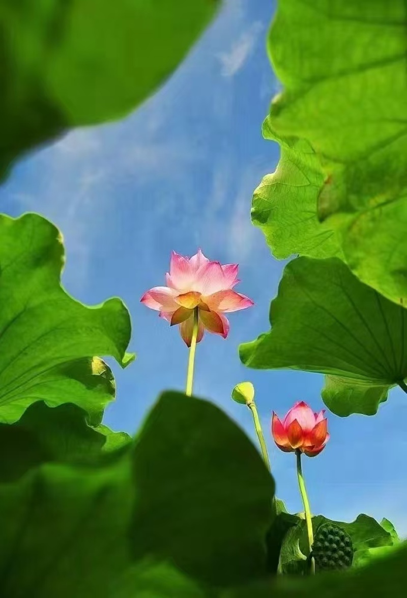 观赏性荷花种苗产地直发货源充足量大从优欢迎电话联系