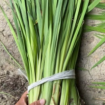 裸根黄菖蒲货源充足规格齐全量大从优欢迎电话联系