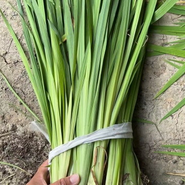 裸根黄菖蒲货源充足规格齐全量大从优欢迎电话联系